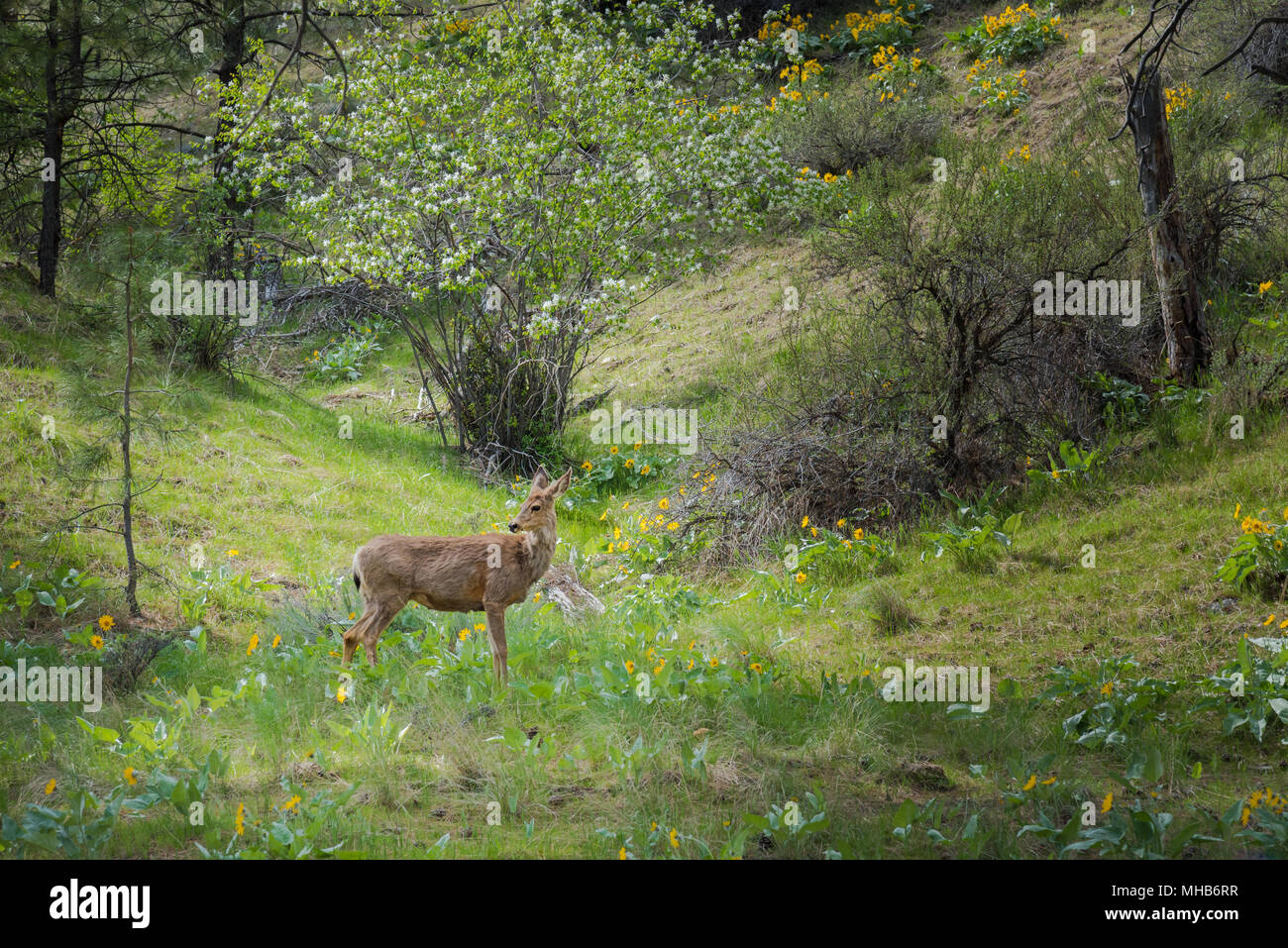 Forêt de printemps paysage avec deer standing en plein soleil avec de l'herbe verte et de fleurs sauvages Banque D'Images