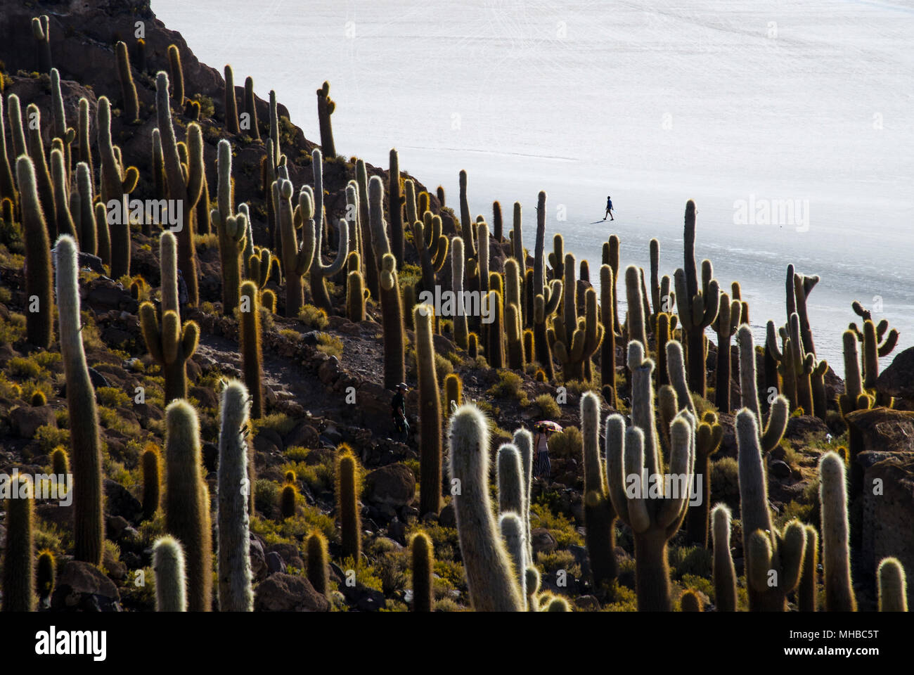 Photo de paysage d'une île d'cactuess entouré par le désert avec une silhouette d'une personne Banque D'Images