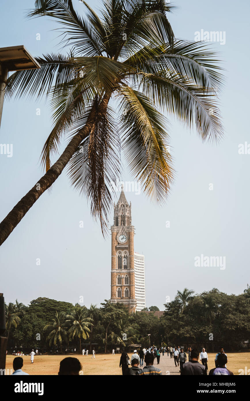 Palmier avec clocktower gothique dans la distance Banque D'Images