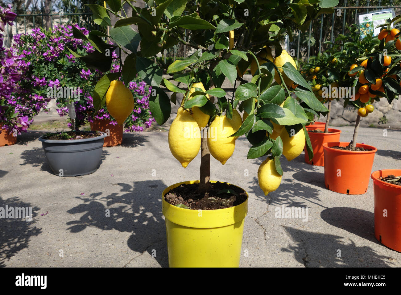 Les orangers et les citronniers à vendre en pot 2018 Banque D'Images