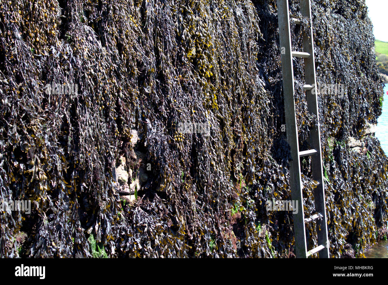 Rack d'ascophyllom nodosum algues recouvrant complètement un mur du port à marée basse. Banque D'Images