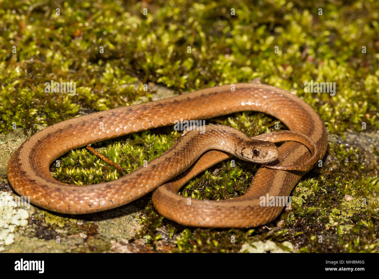 Le nord du serpent brun (Storeria dekayi) Banque D'Images