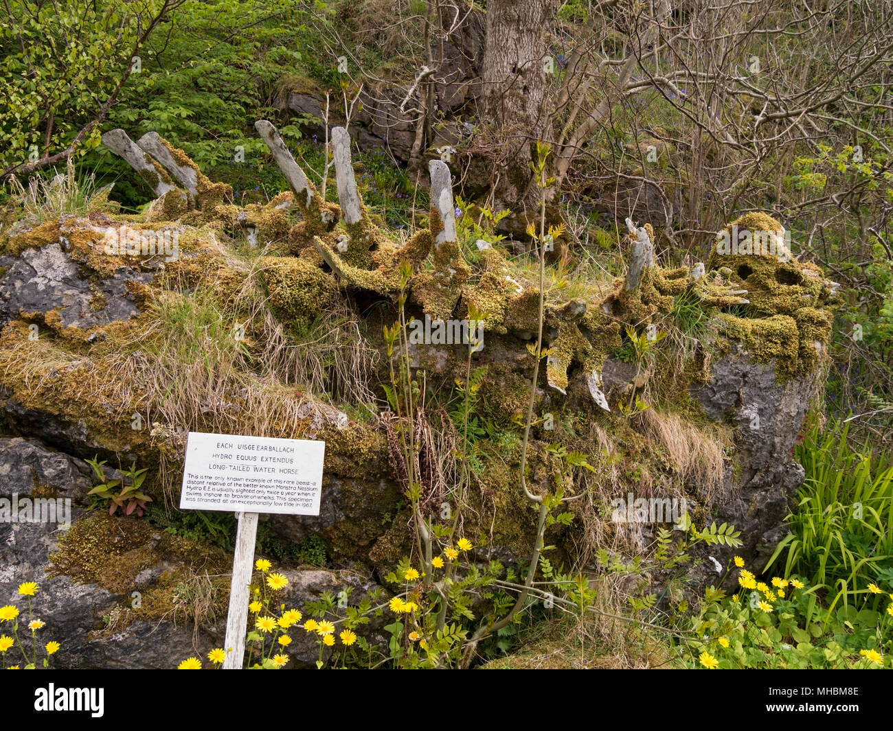 Usurper l'eau à longue queue squelette (en fait un squelette de baleine) sur afficher dans Ord sur l'île de Skye, Écosse, Royaume-Uni (voir image MHBM aussi9E). Banque D'Images