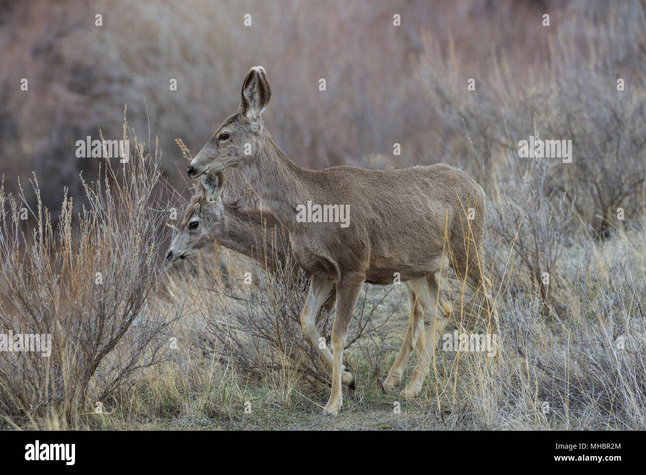 Le cerf mulet (Odocoileus hemionus) doe et de faon à pied à travers les arbustes badlands dans le parc provincial Dinosaur, en Alberta, Canada Banque D'Images