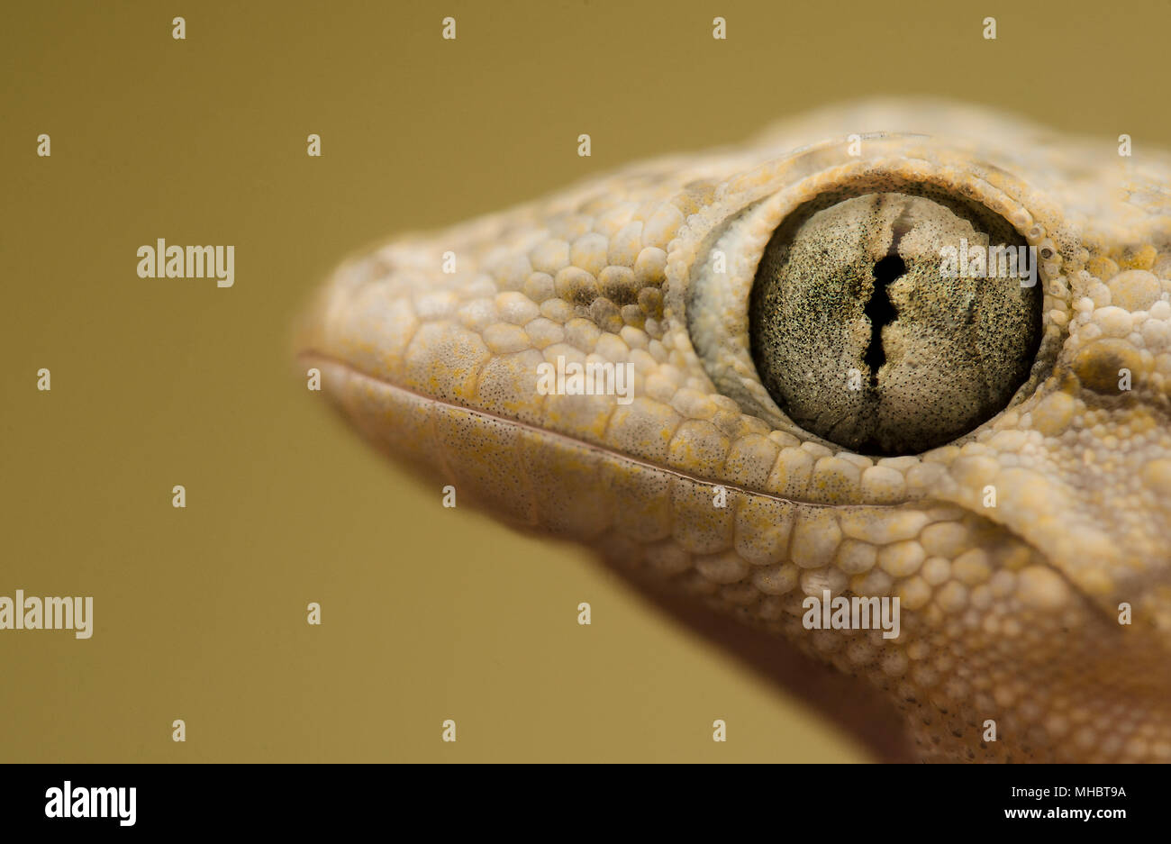Gecko Banque D'Images