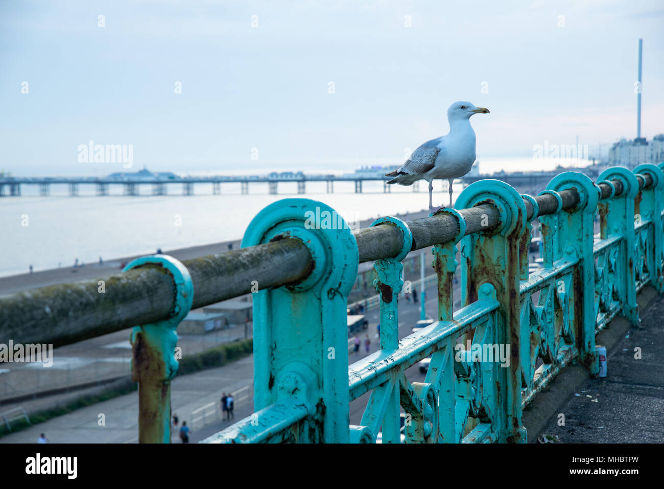 Close up of seagull sur les rails près de la jetée de Brighton dans l'East Sussex, Angleterre Banque D'Images