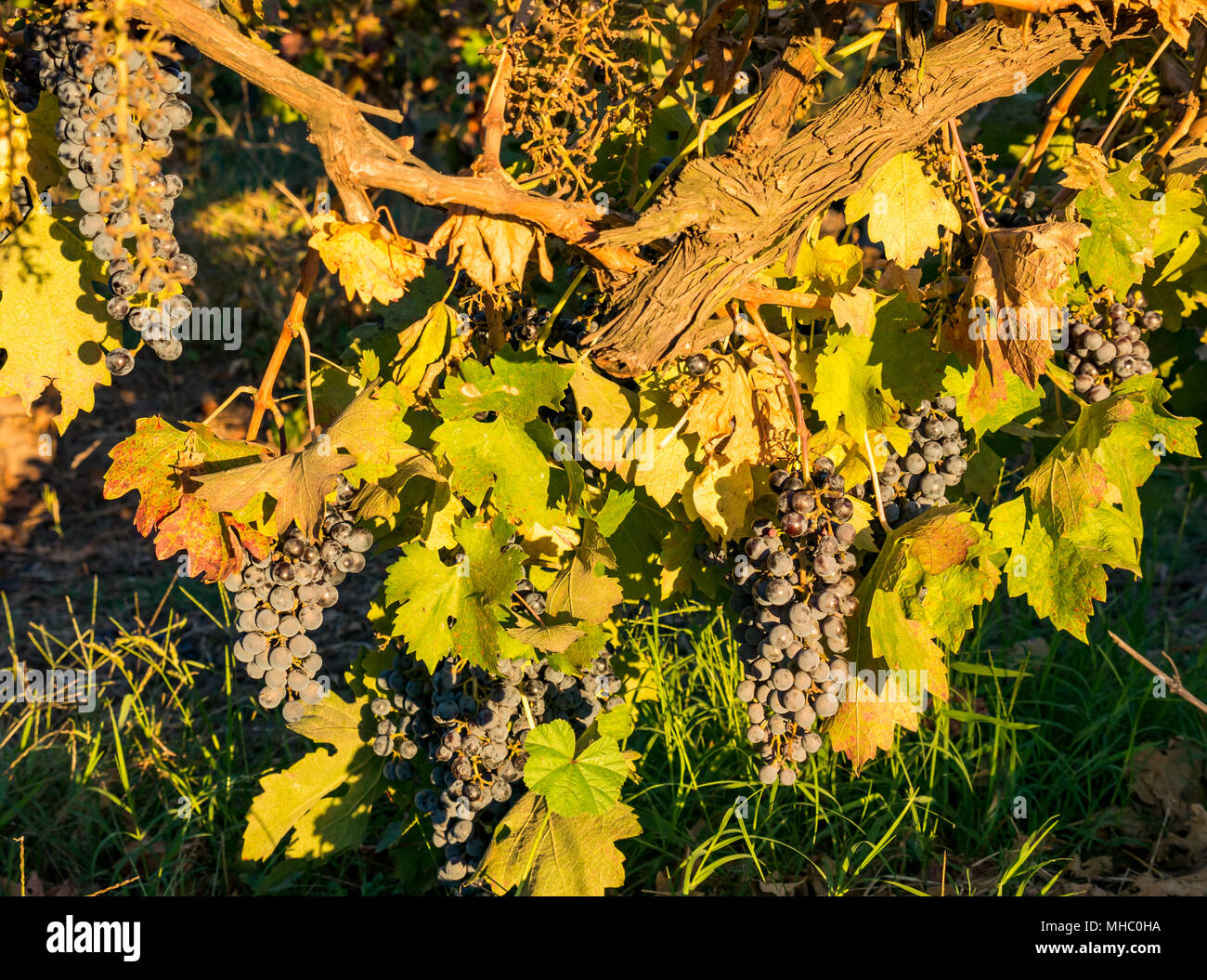 Close up de raisins mûrs ensoleillée, Santa Cruz, région viticole de la vallée de Colchagua, Chili, Amérique du Sud Banque D'Images