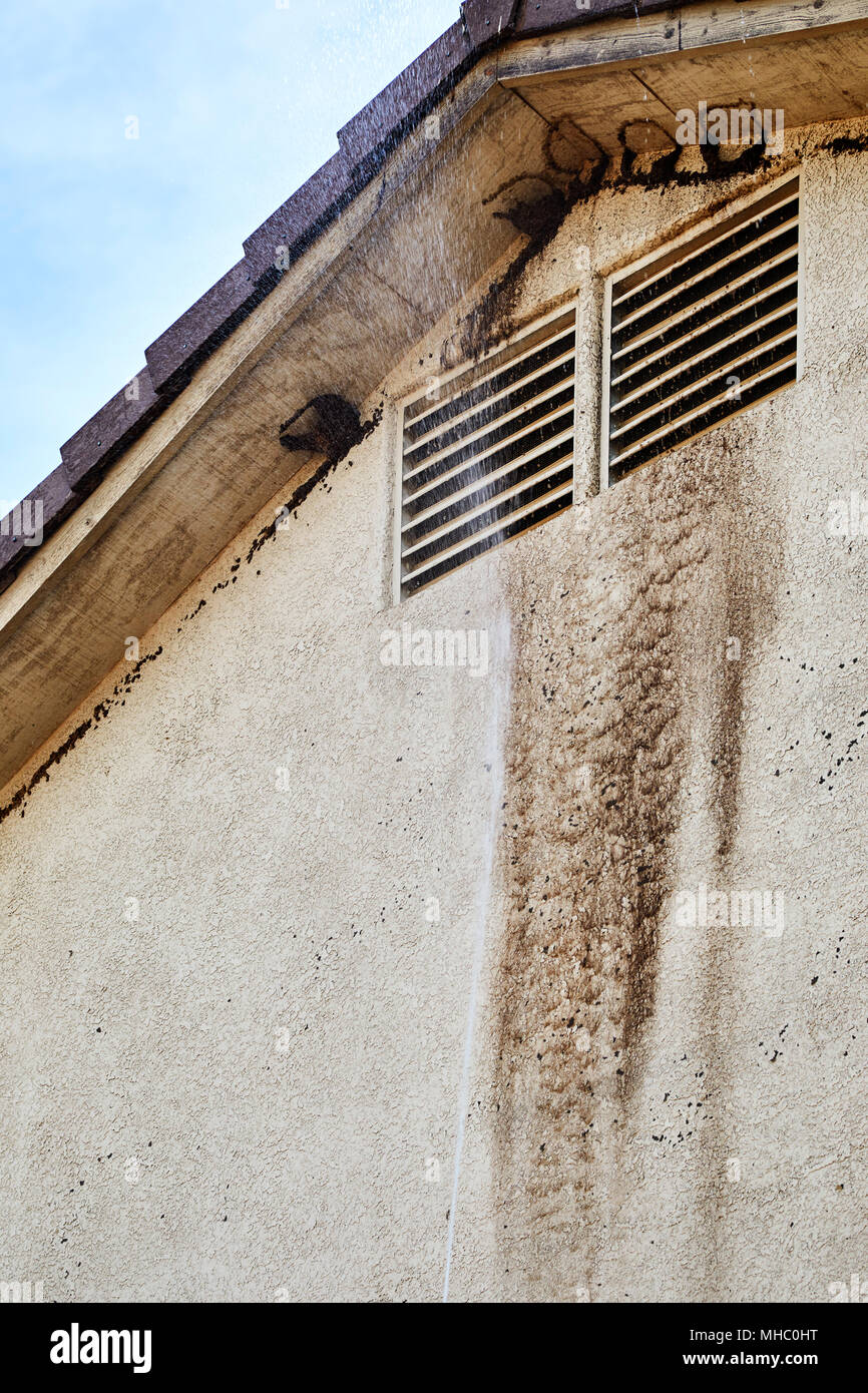 Vaporiser de l'eau pour laver la boue swallow's nest au large de l'avant-toit de maison avec de la boue fonctionnant en bas côté de chambre Banque D'Images