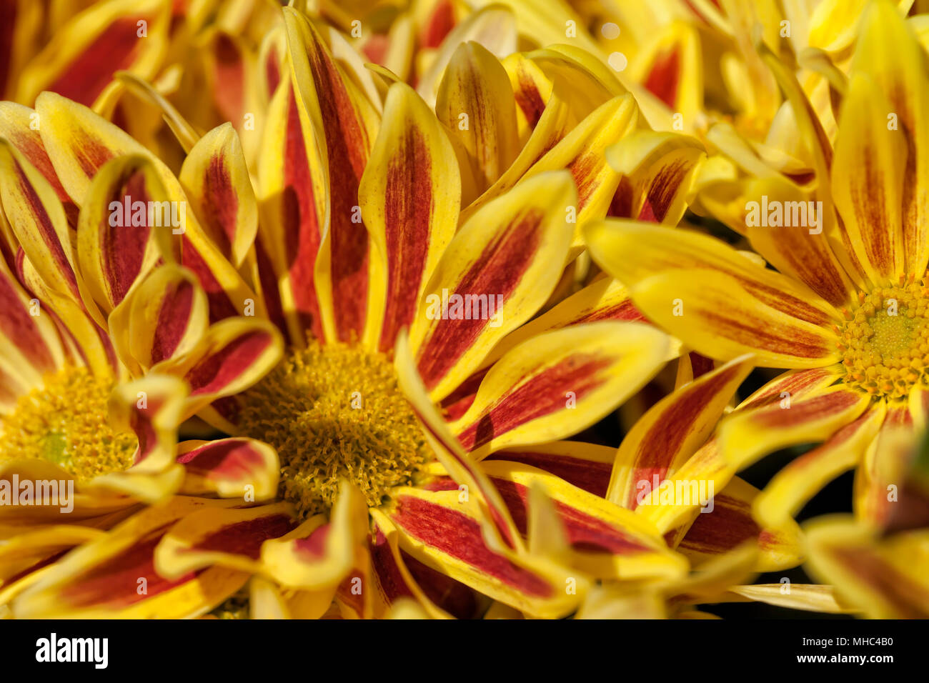 Chrysanthème lake worth. Banque D'Images