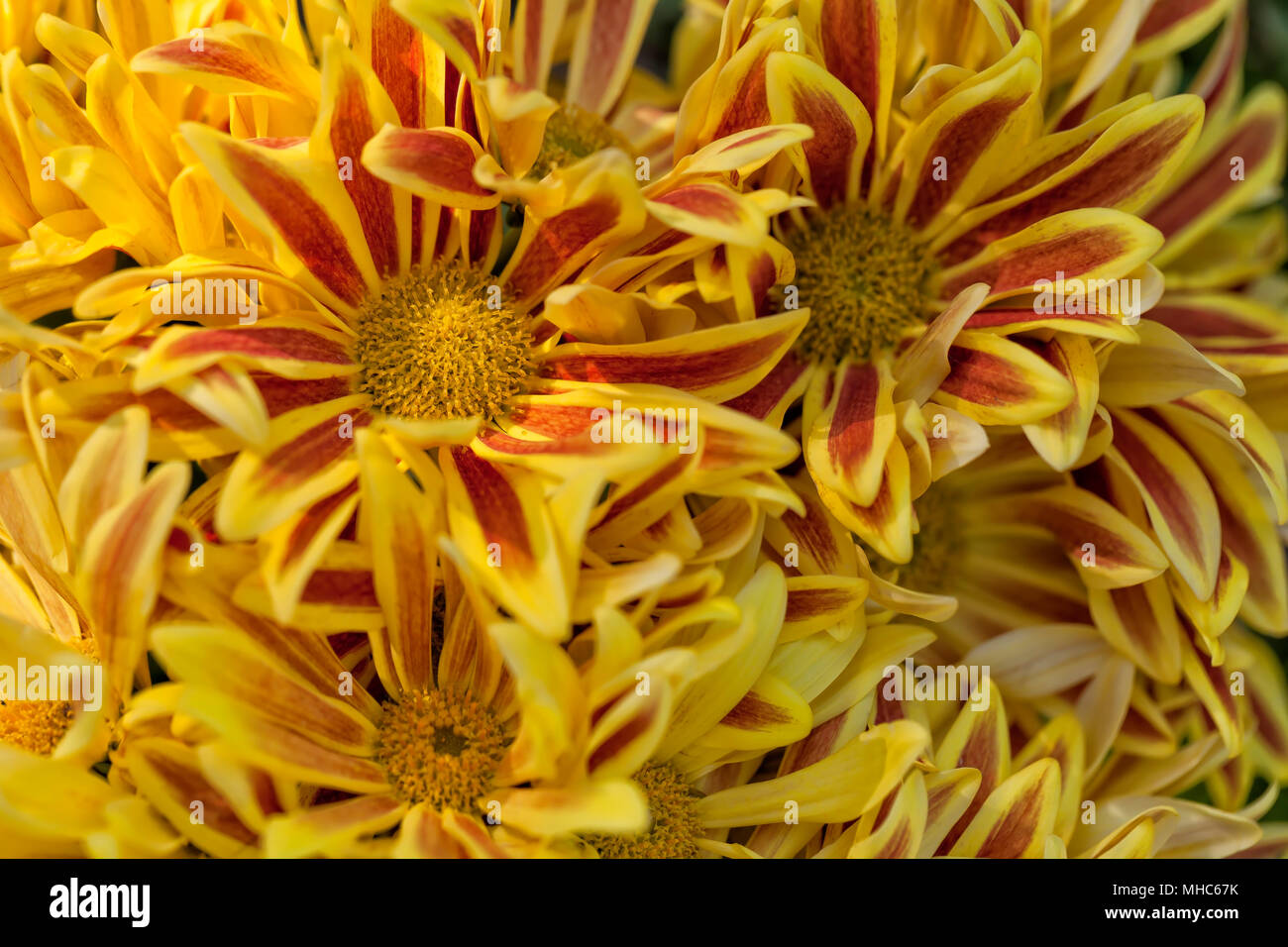 Chrysanthème lake worth. Banque D'Images