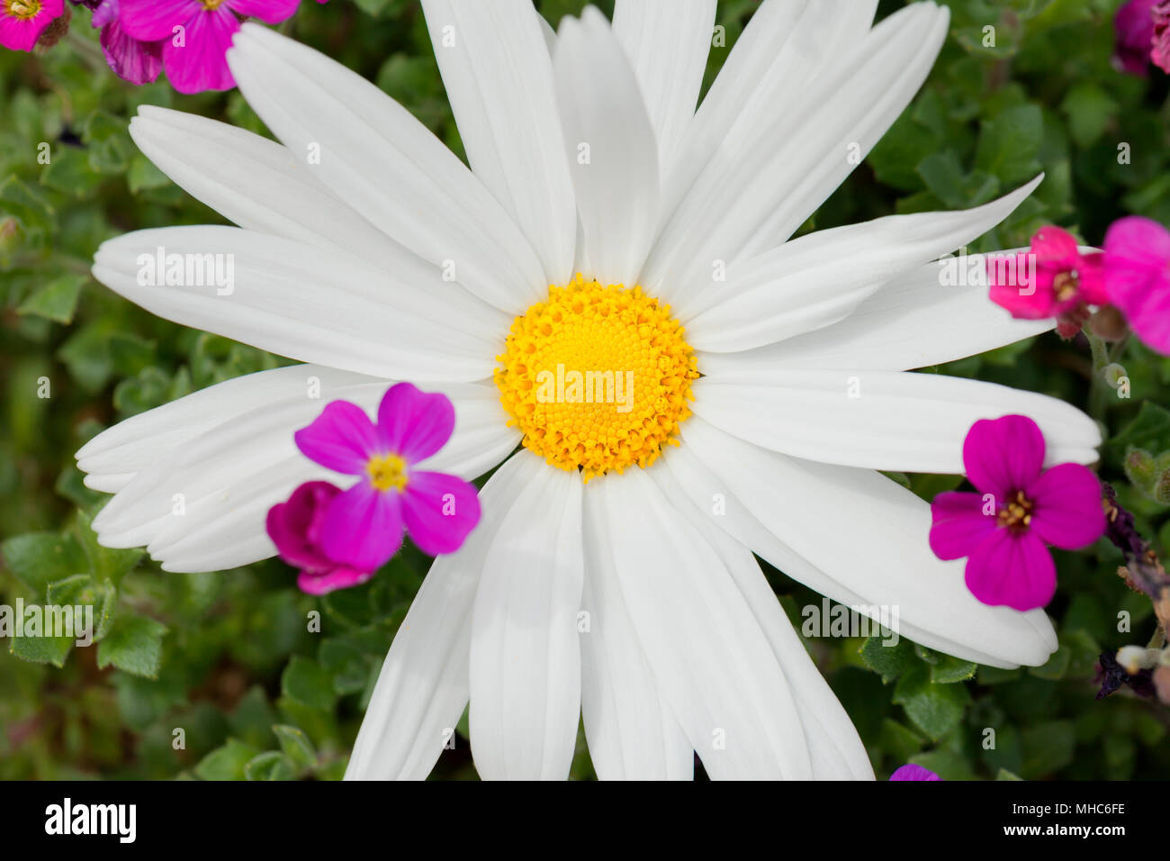 Fleur marguerite géant. Banque D'Images