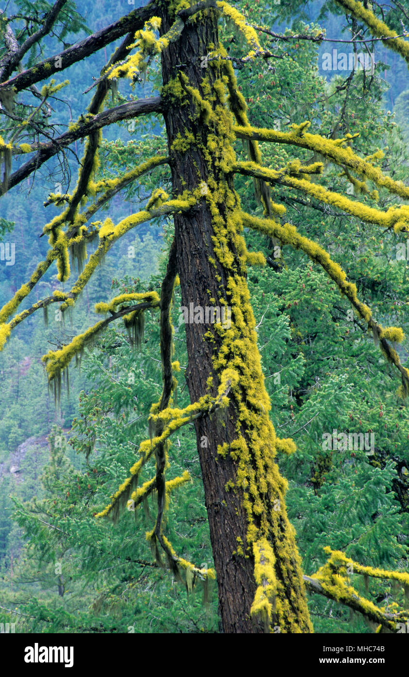 Sapin avec le lichen sur Stein River Trail, Stein Valley Nlaka'pamux Heritage Park, British Columbia, Canada Banque D'Images