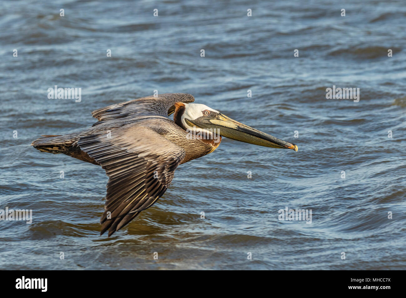 Le Pélican brun en vol au nord de l'île Deer Pelican Rookery de Galveston Bay. Banque D'Images