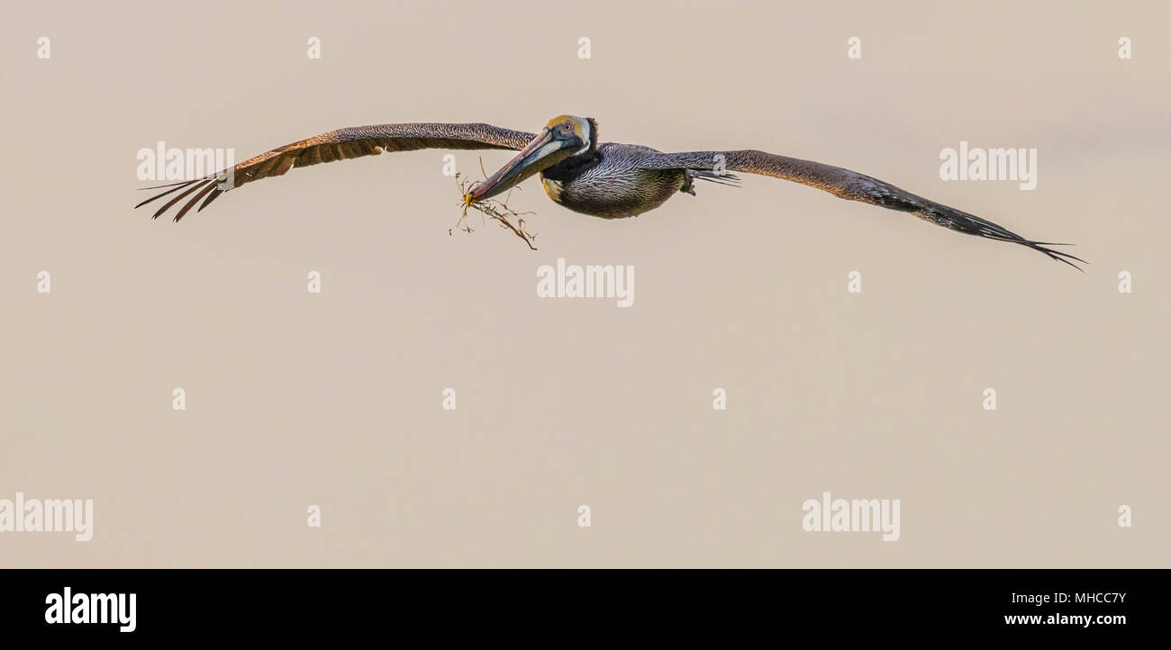 Brown Pelican en vol avec des matériaux de nidification à la Rookery Pelican de North Deer Island, dans la baie Galveston. Banque D'Images