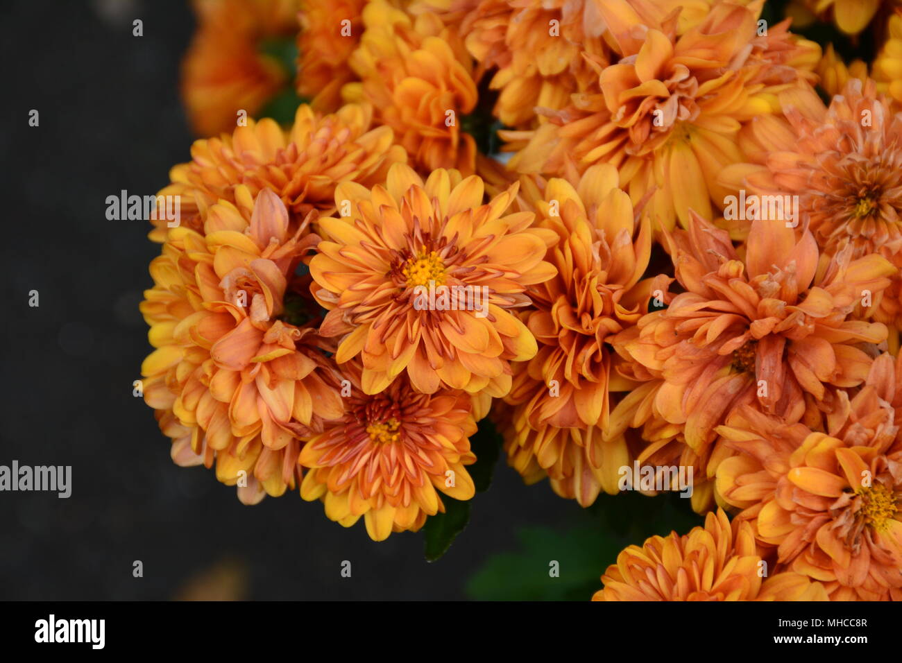 Orange, fleurs de souci, assez délicate Banque D'Images