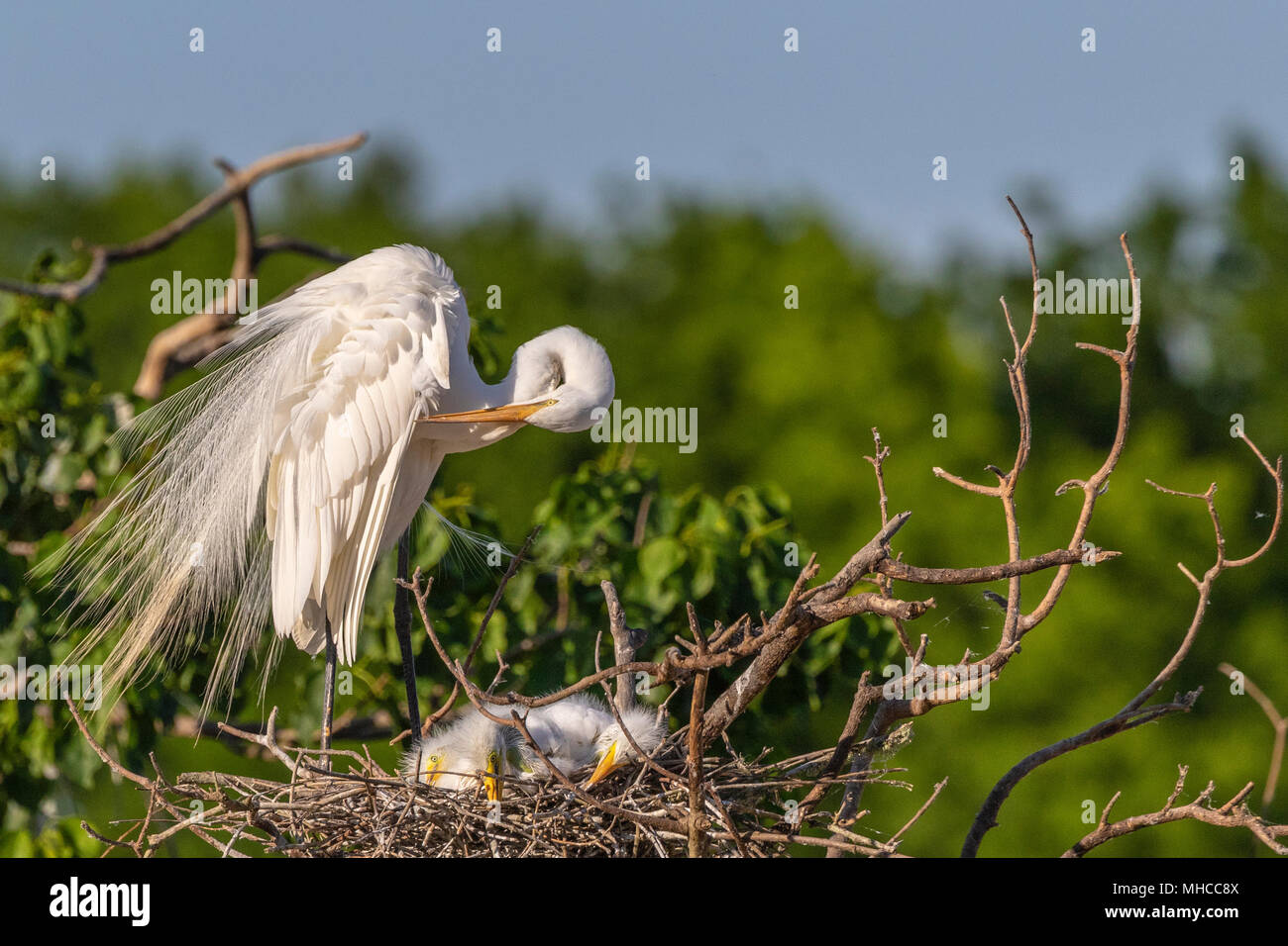 Grande Aigrette sur son nid avec les poussins à Smith Oaks Rookery at High Island, TX. Banque D'Images