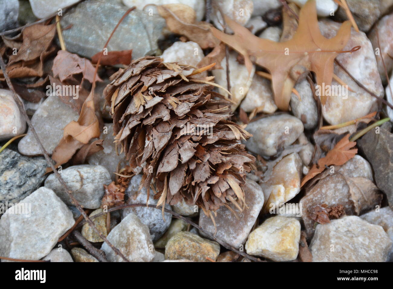Pomme sur les roches avec des feuilles Banque D'Images