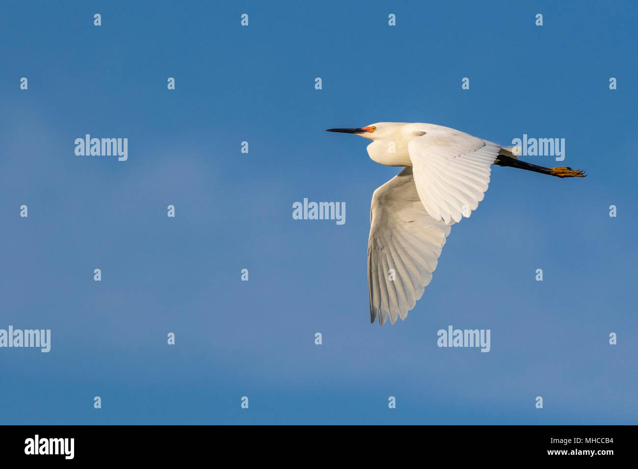 Aigrette neigeuse en vol à Smith Oaks Rookery at High Island, TX. Banque D'Images