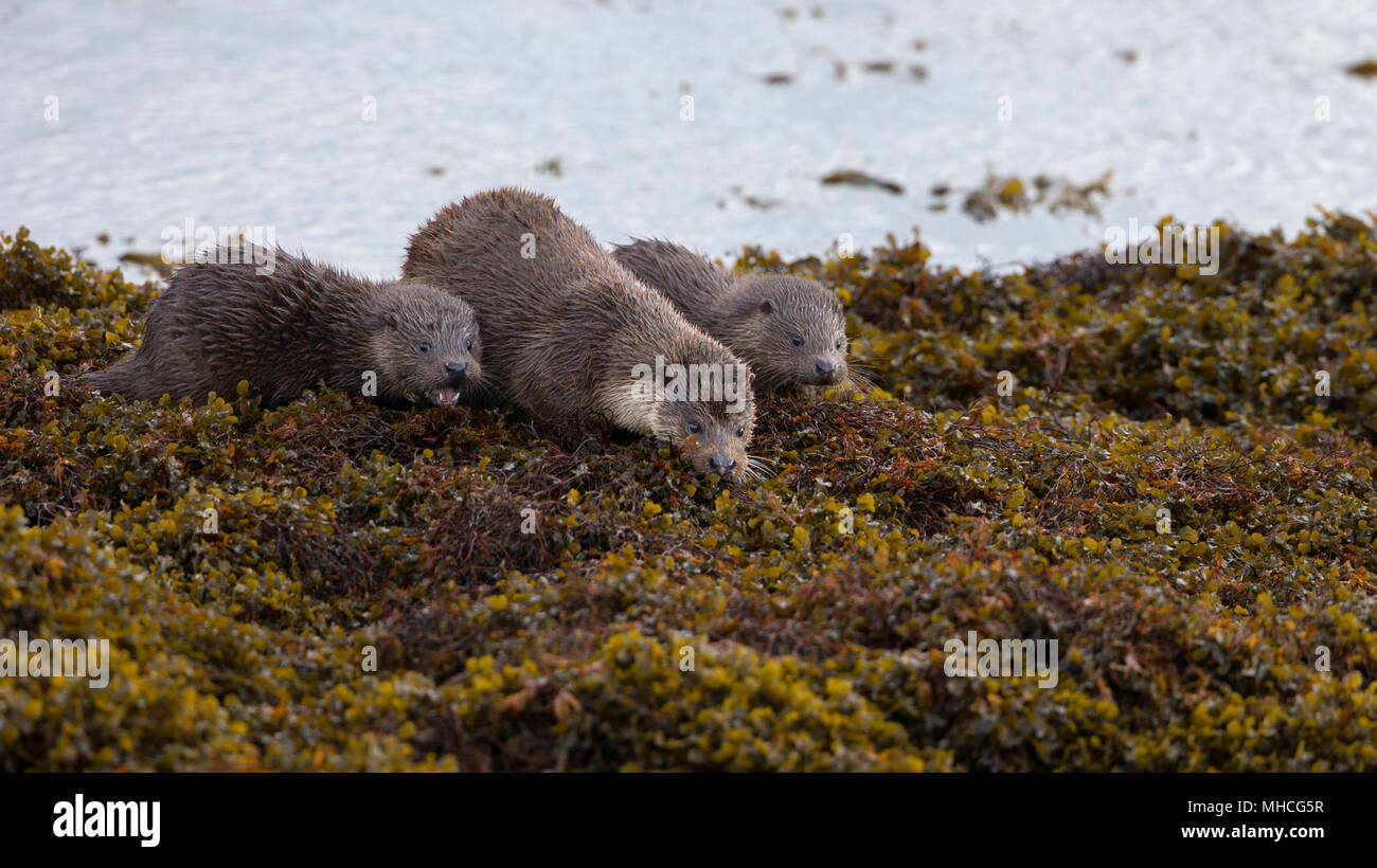 La loutre d'une mère et ses deux très jeunes oursons out à la recherche de nourriture sur un lac côtier sur l'île de Mull en Ecosse. Banque D'Images