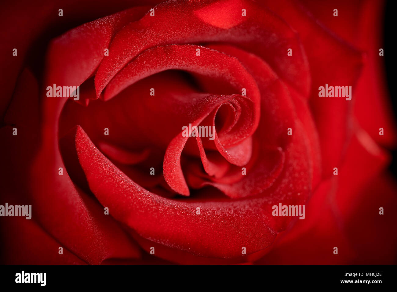 Début de la rosée du matin sur des pétales de rose. Banque D'Images