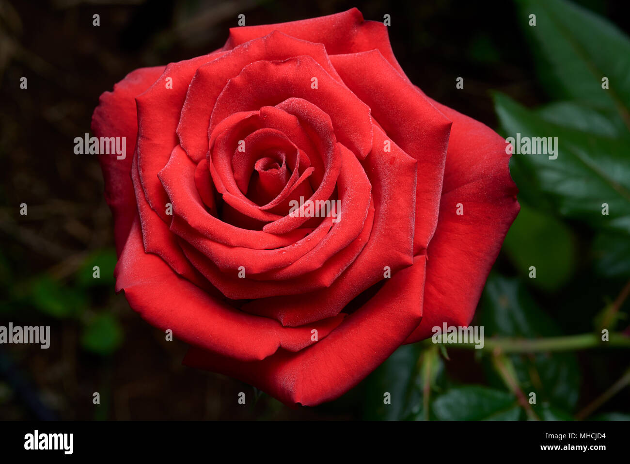 Vieux style Hybrid T rose produites pour le marché de la fleur coupée. Robe pas couramment dans les temps modernes, ayant été remplacées par des variétés améliorées. Banque D'Images
