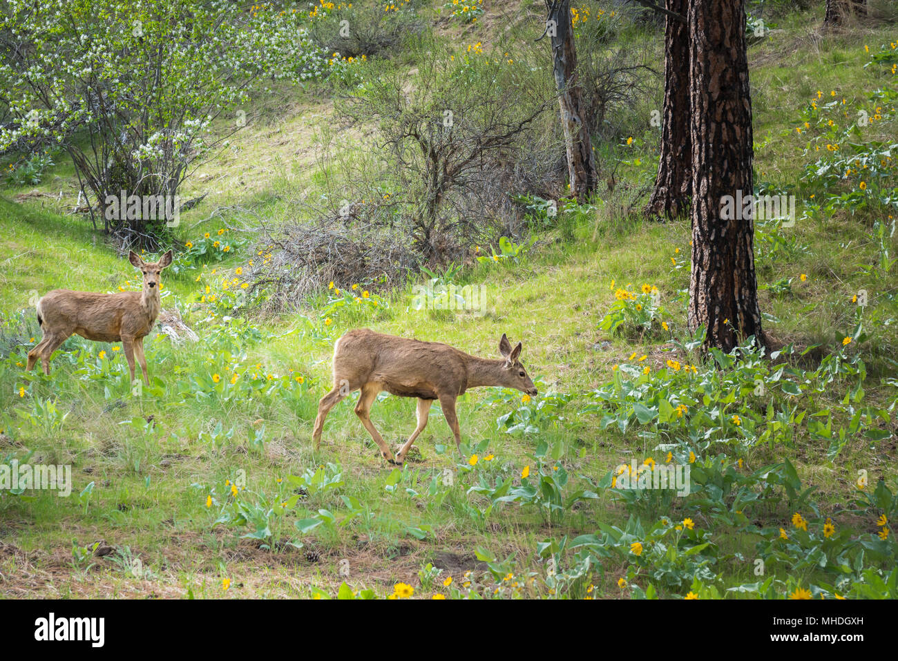 Deux cerf-mulet marche à travers la forêt de pins au printemps, la floraison d'amélanche, fleurs et feuilles deltoïdes arrowleaf Banque D'Images