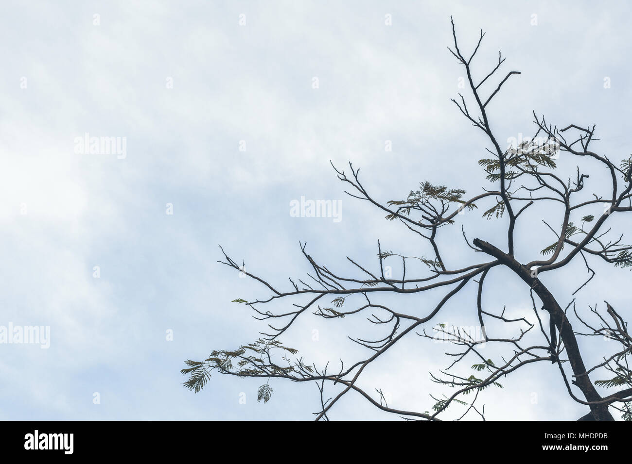 Les jeunes feuilles sont en fleurs sur la branche au début du printemps sur le fond de ciel bleu Banque D'Images