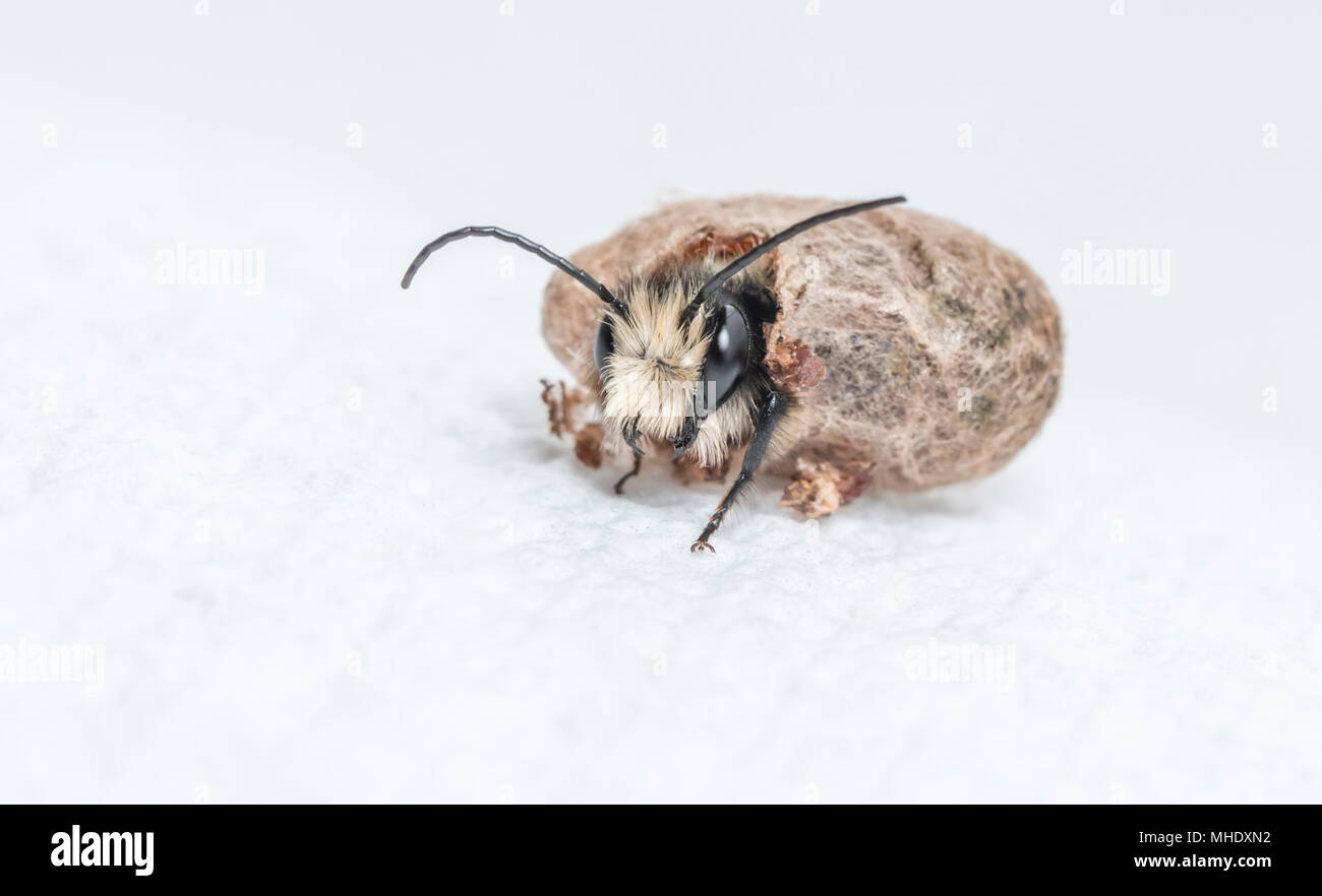 Un mâle (abeilles Osmia) sortant de son cocon Banque D'Images