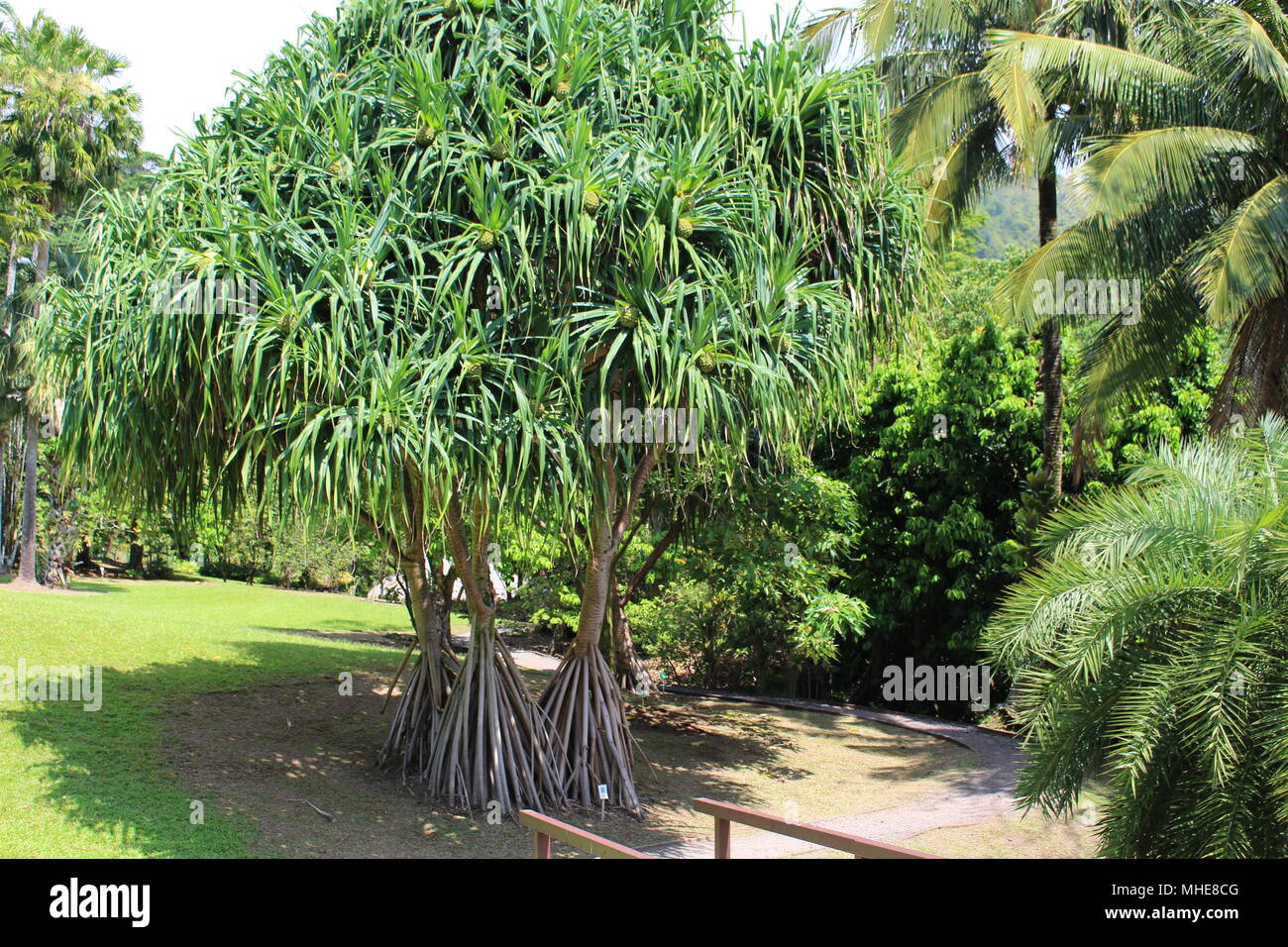 Pandanus tectorius, hala, dans un jardin botanique, Hawaii Banque D'Images