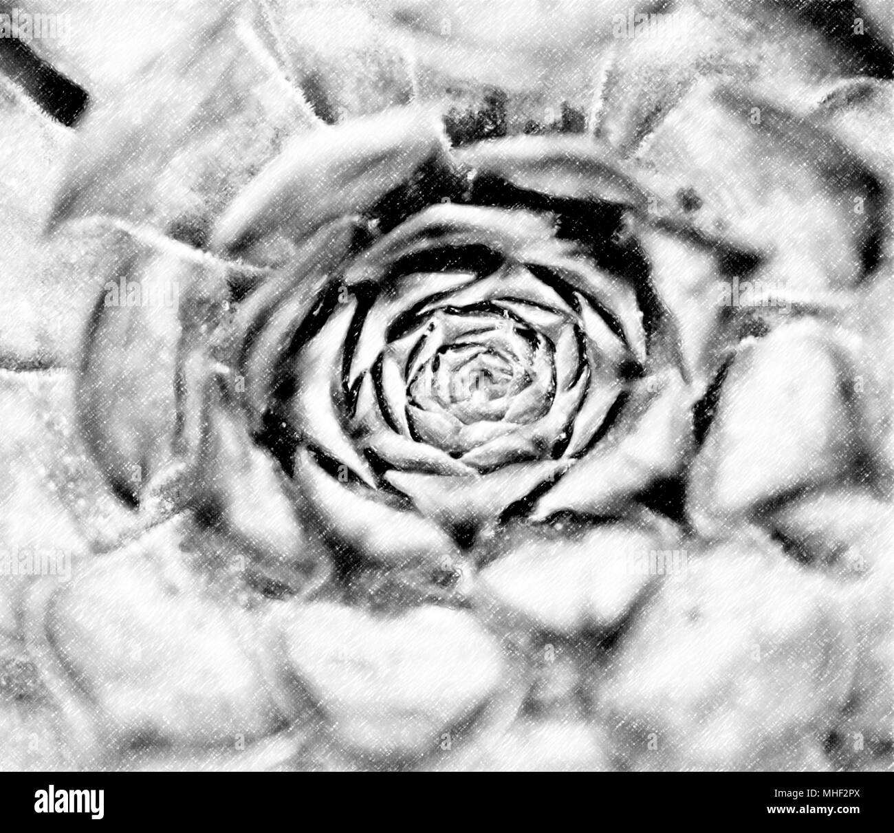 Chambre poireau, plante succulente, semper vivum, image d'un Banque D'Images