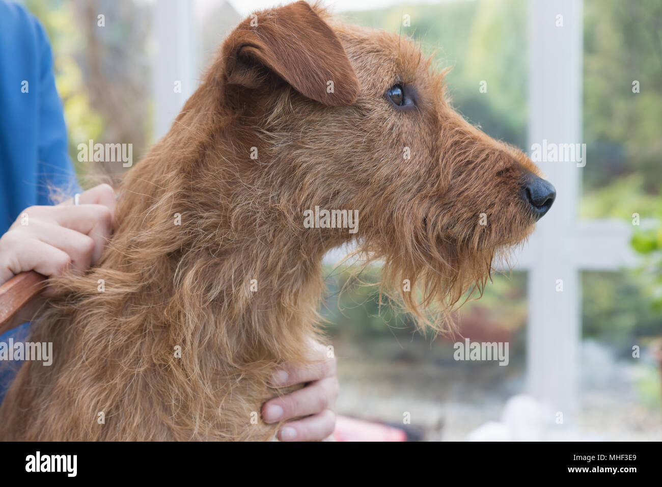 Vue de côté du terrier irlandais gros plan de la tête. Le chien est bordé par un toiletteur femme Banque D'Images