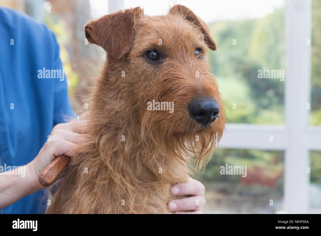 Vue avant de l'Irish Terrier gros plan de la tête. Le chien est bordé par un toiletteur femme et est à la recherche à l'appareil photo Banque D'Images