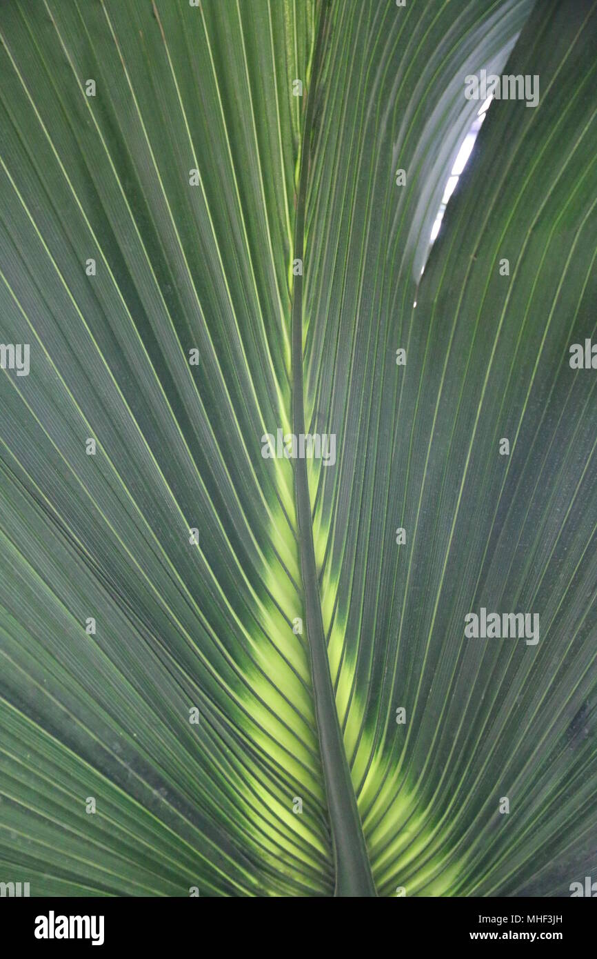 Feuilles de palmier vert tropical, plantes vertes Banque D'Images