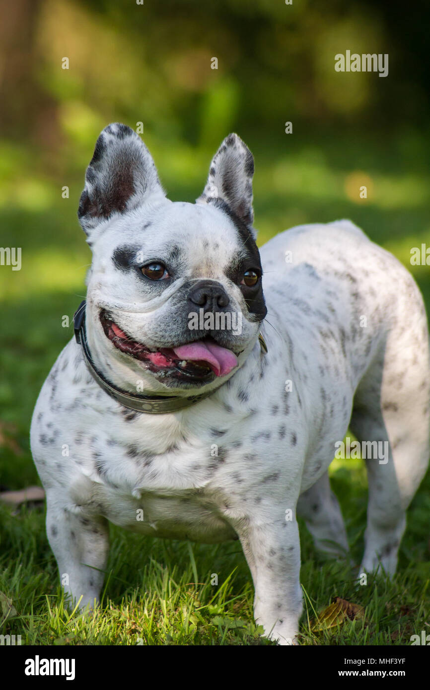 Blanc Noir piebald Bouledogue Français femelle sur une journée ensoleillée à l'ombre du jardin Banque D'Images