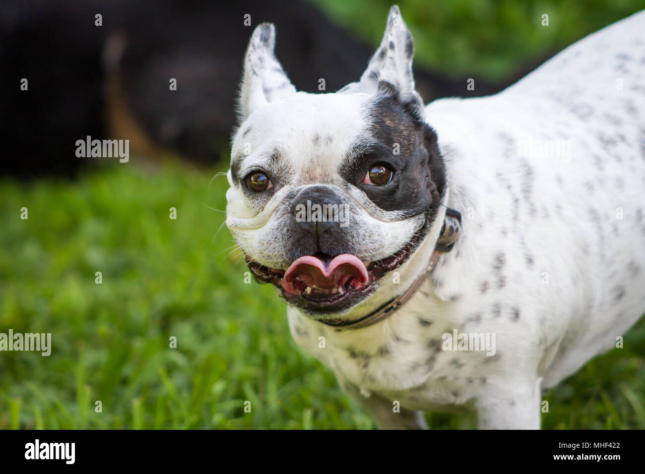 Blanc Noir piebald Bouledogue Français femelle sur une journée ensoleillée à l'ombre du jardin Banque D'Images