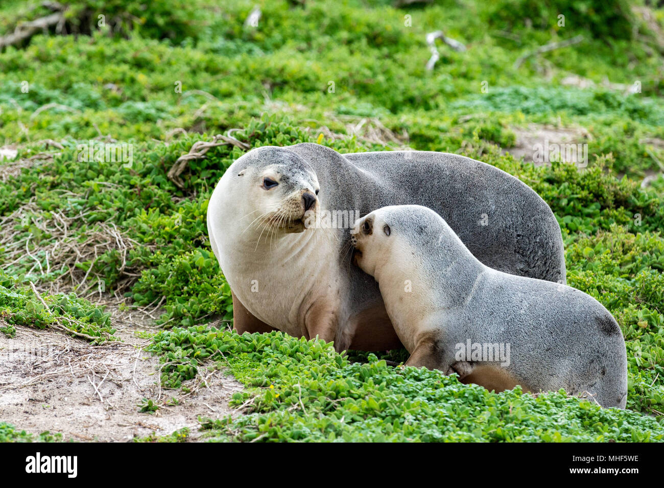 Lion De Mer Australien A Kangaroo Island Plage De La Mere Et Le Nouveau Ne Photo Stock Alamy