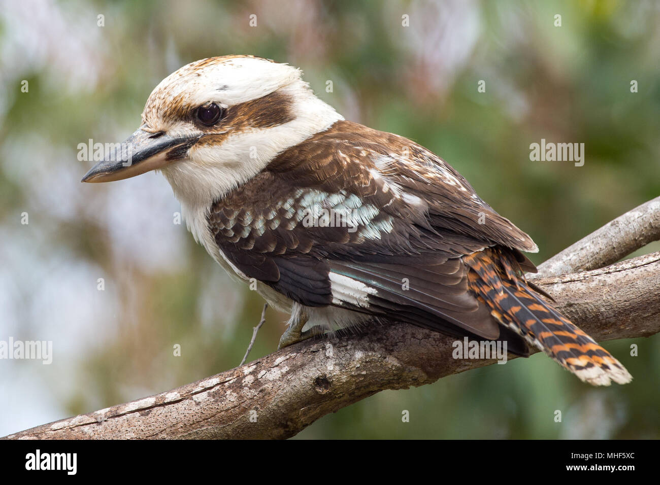 Australie Kookaburra riant portrait d'oiseaux tout en vous regardant Banque D'Images