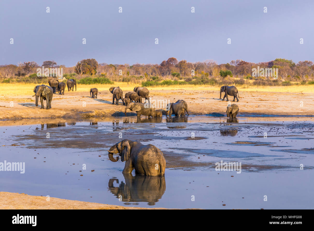 Recueillir des éléphants par l'un des points d'eau restants au cours d'une sécheresse dans le parc national de Hwange, Zimbabwe. Banque D'Images