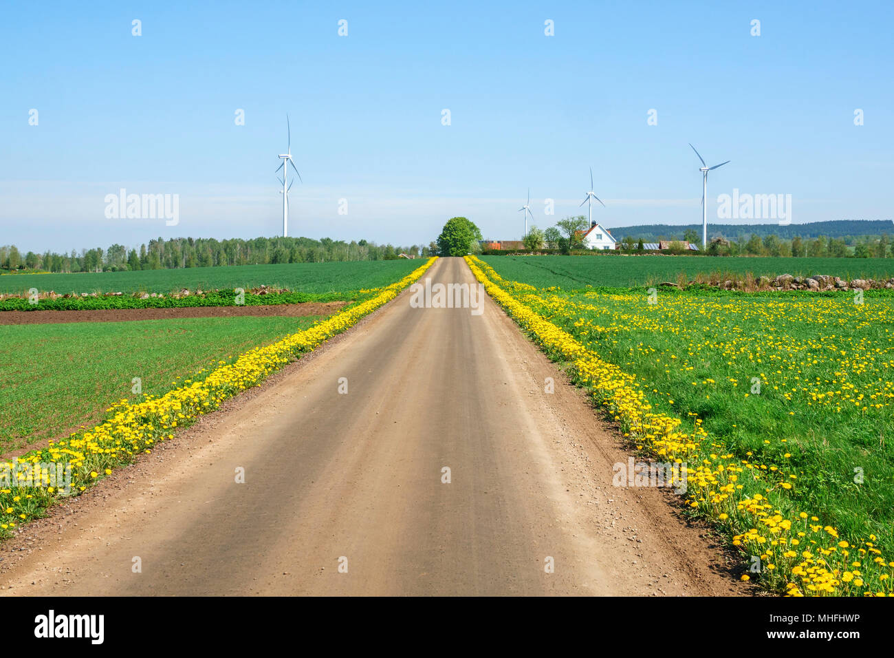 Route de campagne avec la floraison des fleurs de pissenlit et usine éolienne Banque D'Images