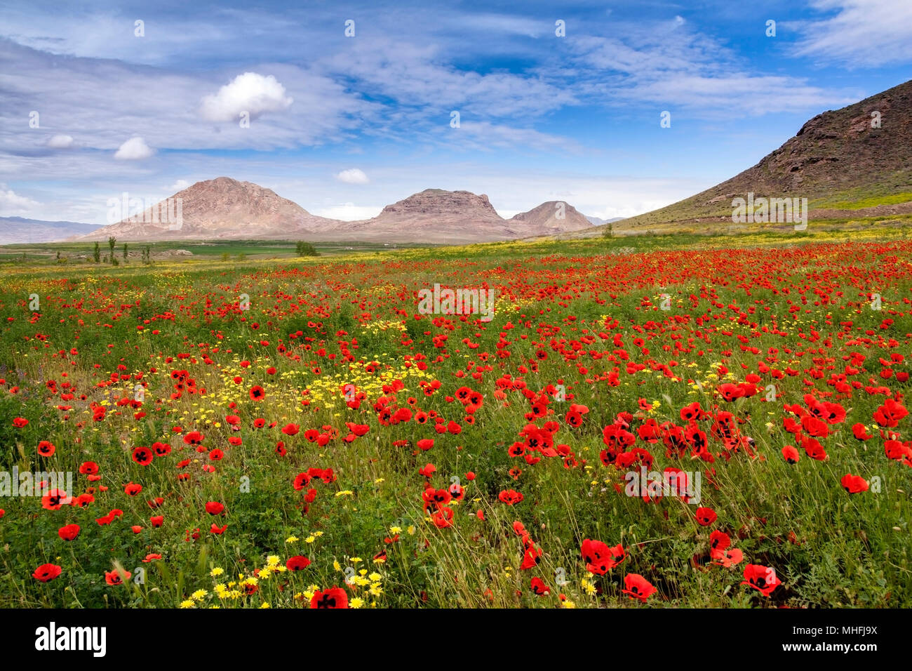 Un champ rempli de fleurs de pavot rouge et jaune et bleu ciel Banque D'Images