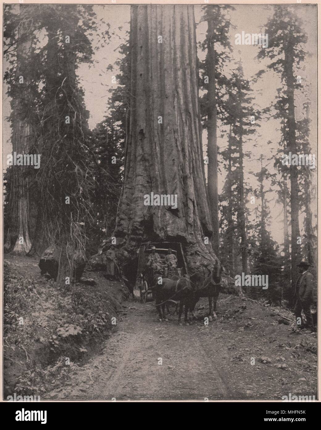 Grand arbre Wawona, Mariposa Grove, Californie Banque D'Images