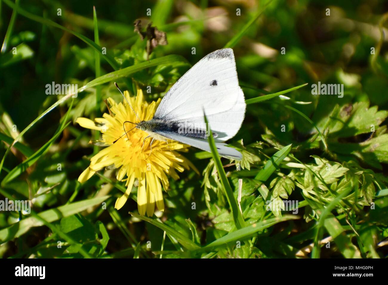 Papillon blanc sur une jonquille Banque D'Images