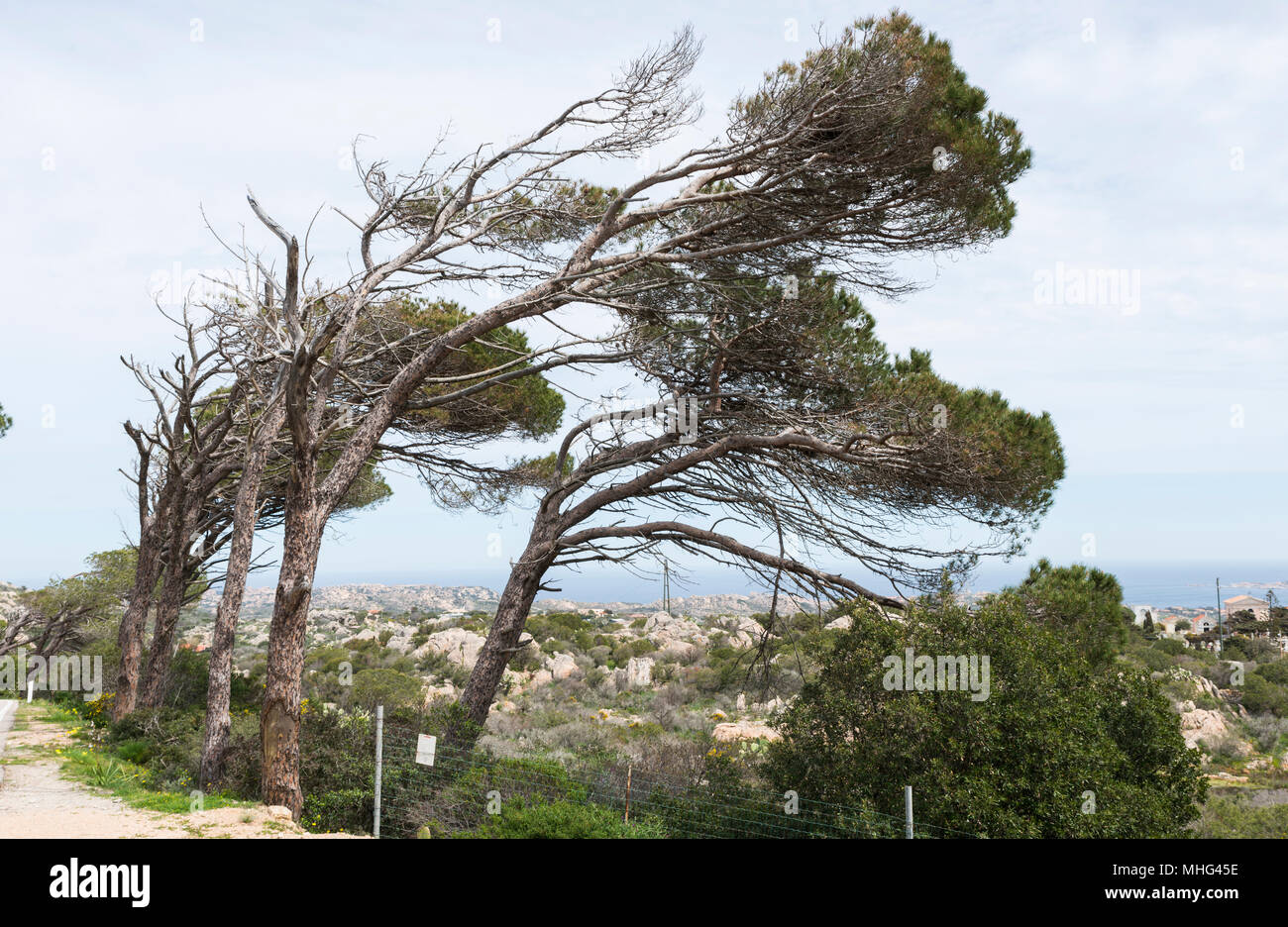 Arbres dans le vent sur l'île de La Maddalena Banque D'Images