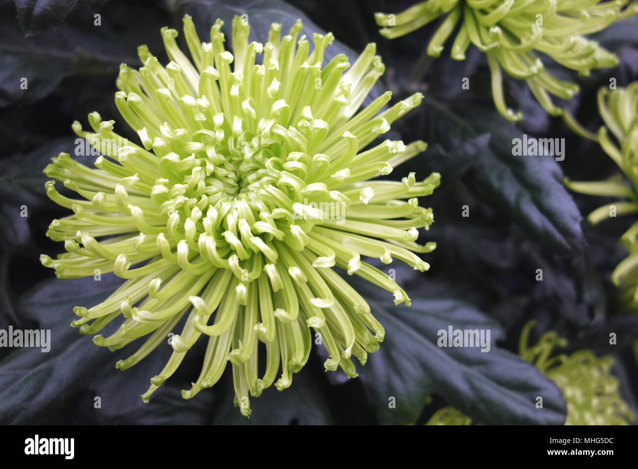 Anastasia Chrysanthèmes araignée vert foncé sur l'affichage à la Harrogate Floralia. Yorkshire, Angleterre, Royaume-Uni. Banque D'Images
