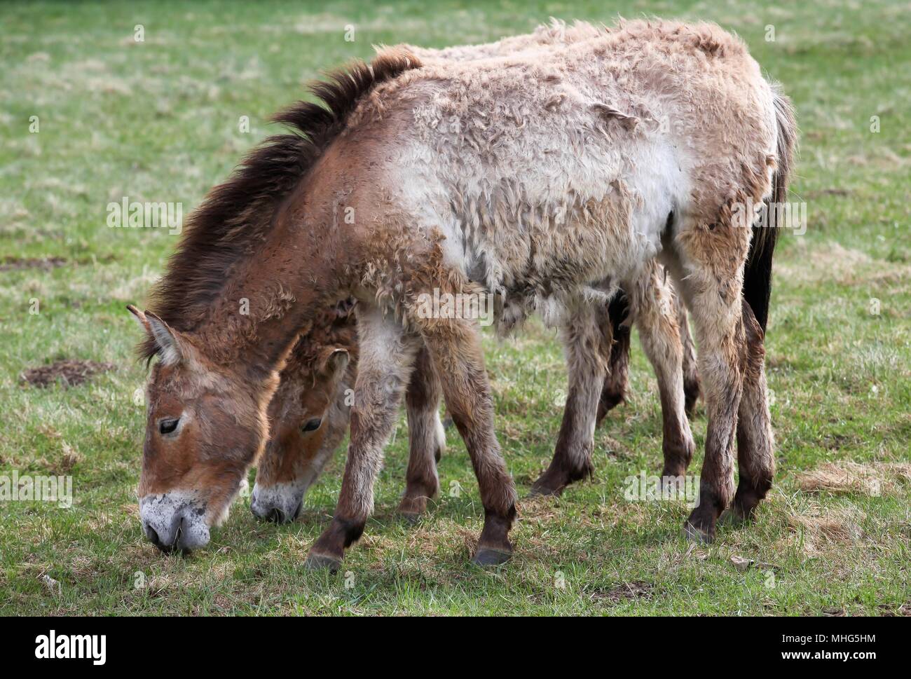 Chevaux de Przewalski dans un champ Banque D'Images