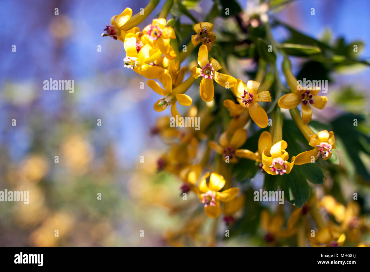 Fleurs jaune d'or de CASSIS Ribes aureum Banque D'Images