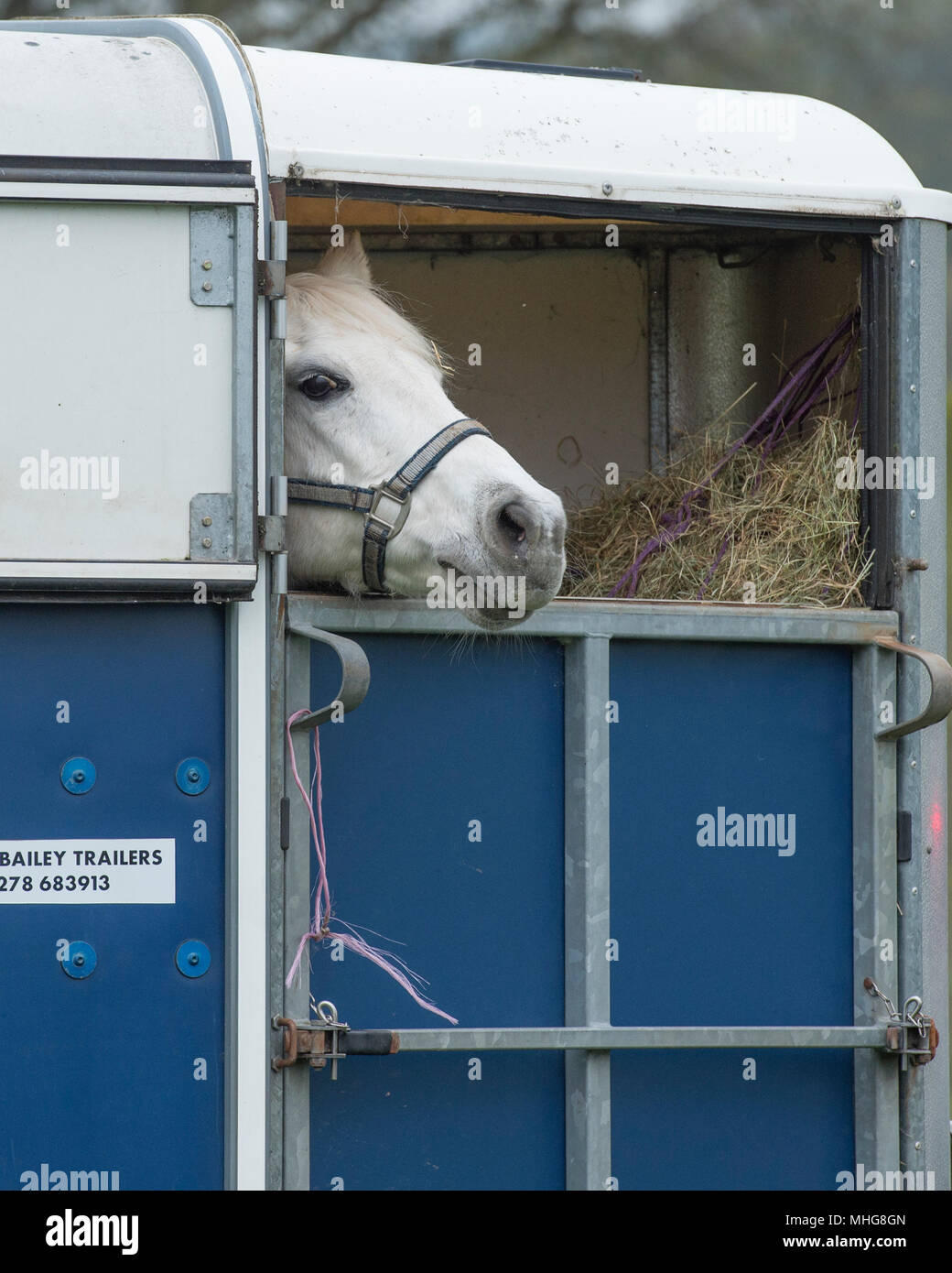 Dans une remorque pour Cheval poney Banque D'Images