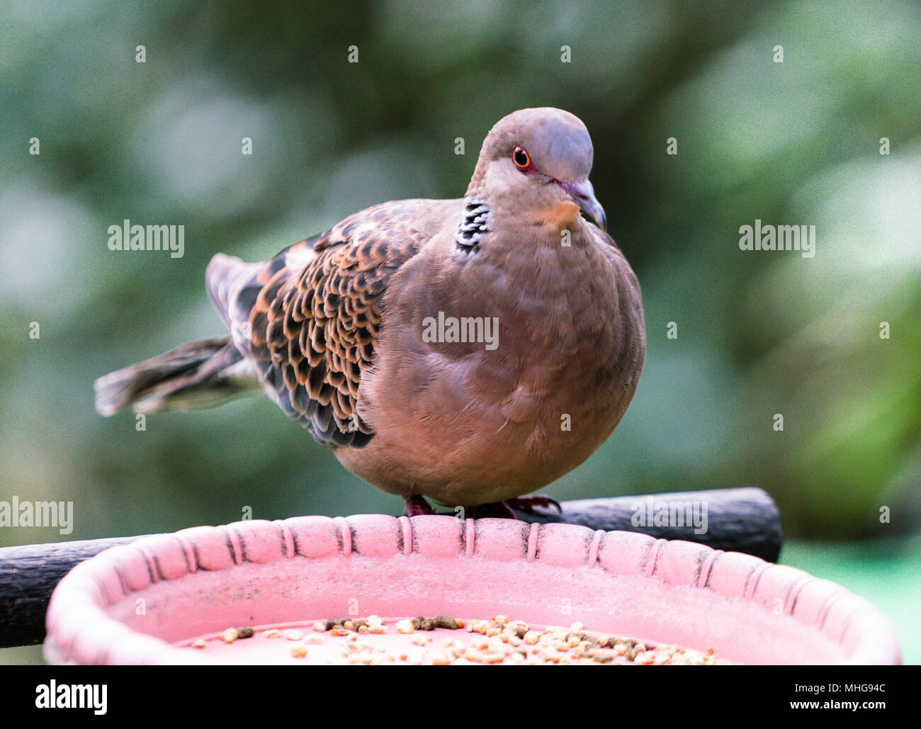 Roux orientaux ou d'oiseaux tourterelle Streptopelia orientalis Banque D'Images