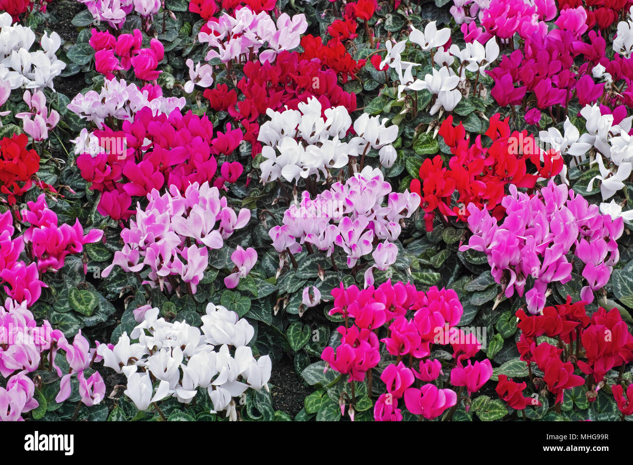 Cyclamen de différentes couleurs en pleine floraison Banque D'Images