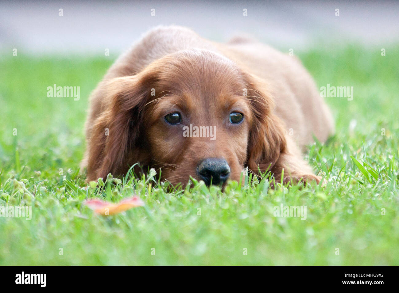 Un Petit Animal De Compagnie De Setter Irlandais Photo Stock Alamy Un Petit Animal De Compagnie De Setter Irlandais Photo Stock Alamy